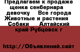 Предлагаем к продаже щенка сенбернара - девочку. - Все города Животные и растения » Собаки   . Алтайский край,Рубцовск г.